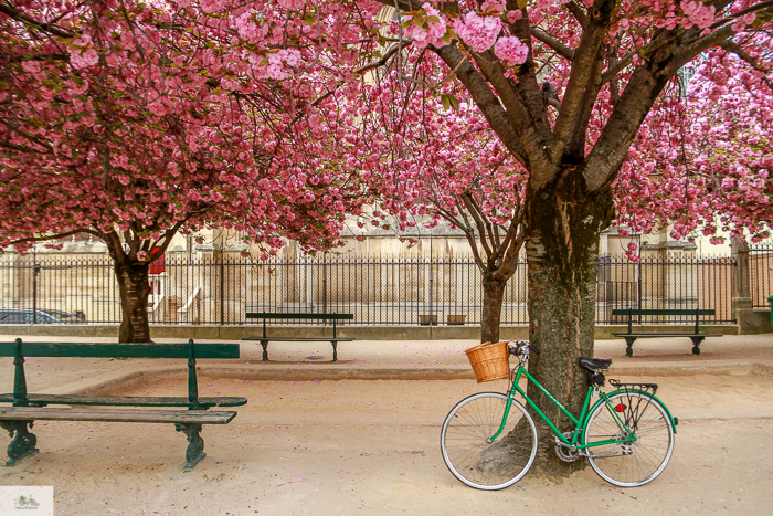 Julia Willard, Julia Arias, Julie Willard, Falling Off Bicycles, Spring in Paris, France, Notre Dame, cherry blossoms