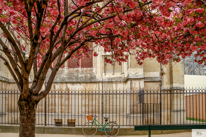 Julia Willard, Julie Willard, Falling Off Bicycles, Paris, Paris photographer, spring in Paris, biking in Paris, Notre Dame, wisteria, cherry blossoms in Paris, green bike blog, green bike instagram, spring flowers