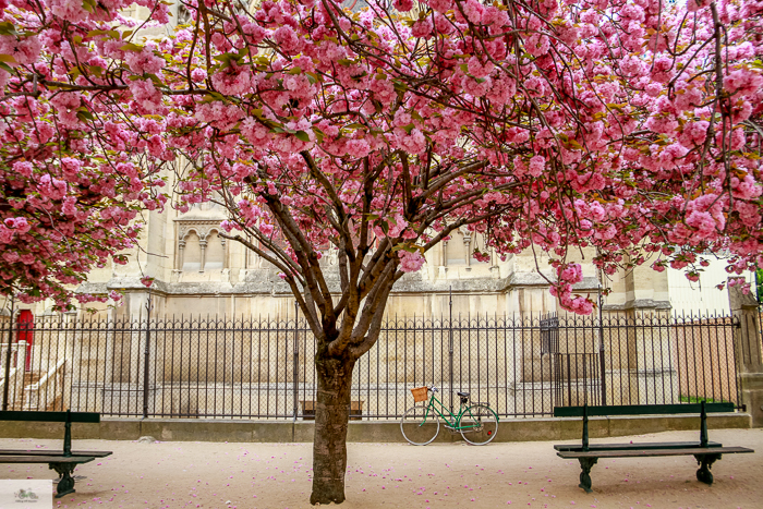 Julia Willard, Julia Arias, Julie Willard, Falling Off Bicycles, Spring in Paris, France, Notre Dame, cherry blossoms