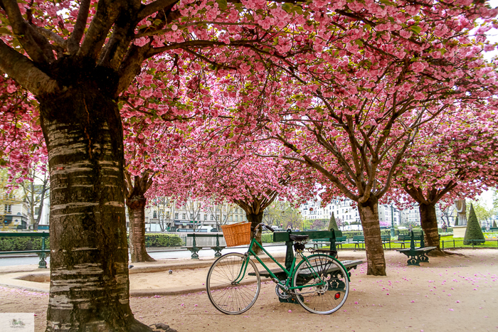 Julia Willard, Julia Arias, Julie Willard, Falling Off Bicycles, Spring in Paris, France, Notre Dame, cherry blossoms