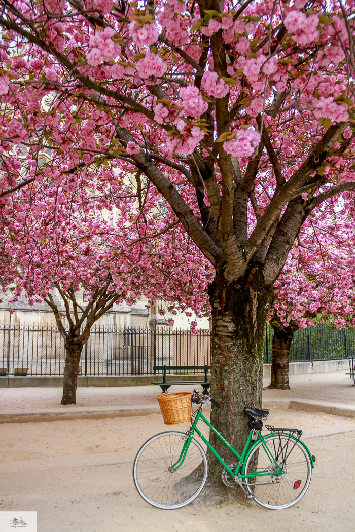 Julia Willard, Julia Arias, Julie Willard, Falling Off Bicycles, Spring in Paris, France, Notre Dame, cherry blossoms