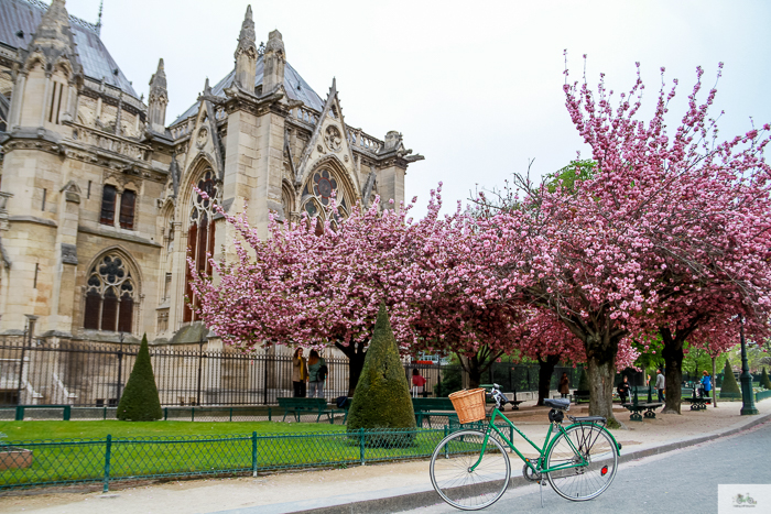 Julia Willard, Julie Willard, Falling Off Bicycles, Paris, Paris photographer, spring in Paris, biking in Paris, Notre Dame, wisteria, cherry blossoms in Paris, green bike blog, green bike instagram, spring flowers