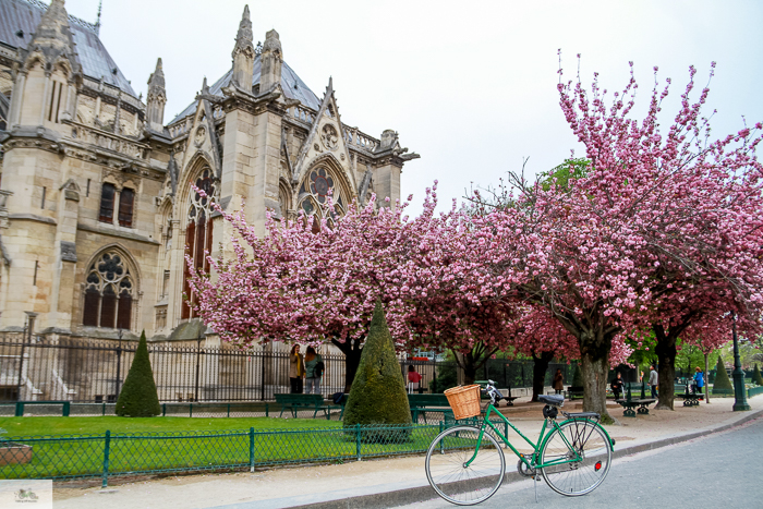 Julia Willard, Julia Arias, Julie Willard, Falling Off Bicycles, Spring in Paris, France, Notre Dame, cherry blossoms