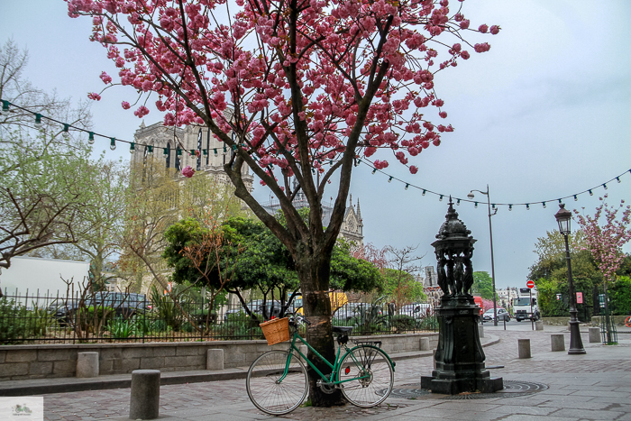 Julia Willard, Julia Arias, Julie Willard, Falling Off Bicycles, Spring in Paris, France, Notre Dame, cherry blossoms