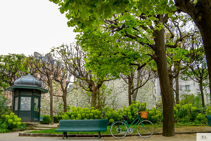 Julia Willard, Julie Willard, Falling Off Bicycles, Paris, Paris photographer, spring in Paris, biking in Paris, Notre Dame, wisteria, cherry blossoms in Paris, green bike blog, green bike instagram, spring flowers