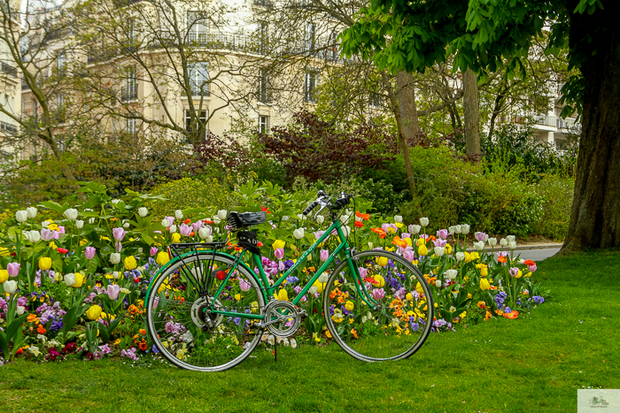 Julia Willard, Julie Willard, Falling Off Bicycles, Paris, Paris photographer, spring in Paris, biking in Paris, Notre Dame, wisteria, cherry blossoms in Paris, green bike blog, green bike instagram, spring flowers