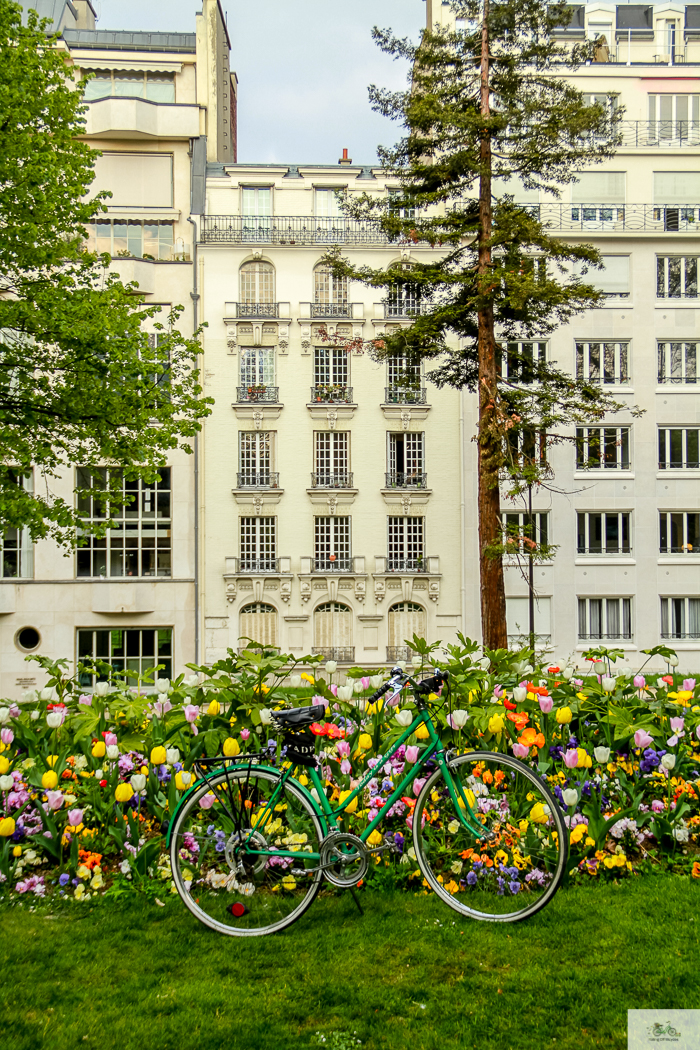 Julia Willard, Julie Willard, Falling Off Bicycles, Paris, Paris photographer, spring in Paris, biking in Paris, Notre Dame, wisteria, cherry blossoms in Paris, green bike blog, green bike instagram, spring flowers