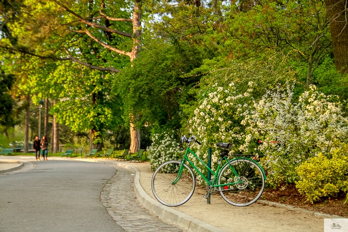 Julia Willard, Julie Willard, Falling Off Bicycles, Paris, Paris photographer, spring in Paris, biking in Paris, Notre Dame, wisteria, cherry blossoms in Paris, green bike blog, green bike instagram, spring flowers