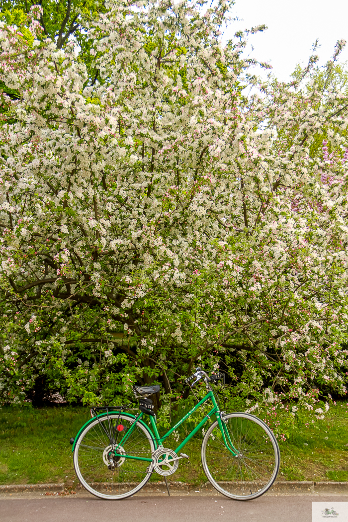 Julia Willard, Julie Willard, Falling Off Bicycles, Paris, Paris photographer, spring in Paris, biking in Paris, Notre Dame, wisteria, cherry blossoms in Paris, green bike blog, green bike instagram, spring flowers