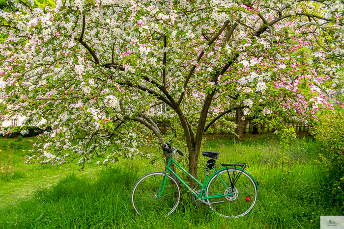 Julia Willard, Julie Willard, Falling Off Bicycles, Paris, Paris photographer, spring in Paris, biking in Paris, Notre Dame, wisteria, cherry blossoms in Paris, green bike blog, green bike instagram, spring flowers