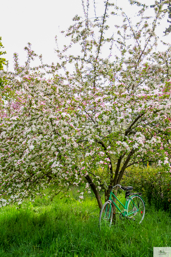 Julia Willard, Julie Willard, Falling Off Bicycles, Paris, Paris photographer, spring in Paris, biking in Paris, Notre Dame, wisteria, cherry blossoms in Paris, green bike blog, green bike instagram, spring flowers