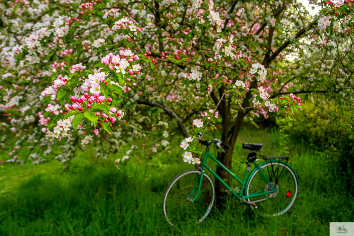 Julia Willard, Julie Willard, Falling Off Bicycles, Paris, Paris photographer, spring in Paris, biking in Paris, Notre Dame, wisteria, cherry blossoms in Paris, green bike blog, green bike instagram, spring flowers