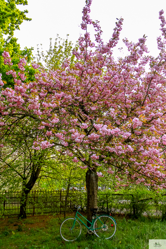 Julia Willard, Julie Willard, Falling Off Bicycles, Paris, Paris photographer, spring in Paris, biking in Paris, Notre Dame, wisteria, cherry blossoms in Paris, green bike blog, green bike instagram, spring flowers