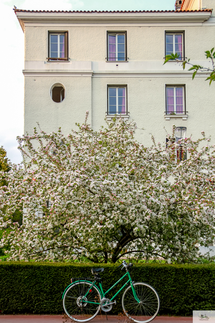 Julia Willard, Julie Willard, Falling Off Bicycles, Paris, Paris photographer, spring in Paris, biking in Paris, Notre Dame, wisteria, cherry blossoms in Paris, green bike blog, green bike instagram, spring flowers