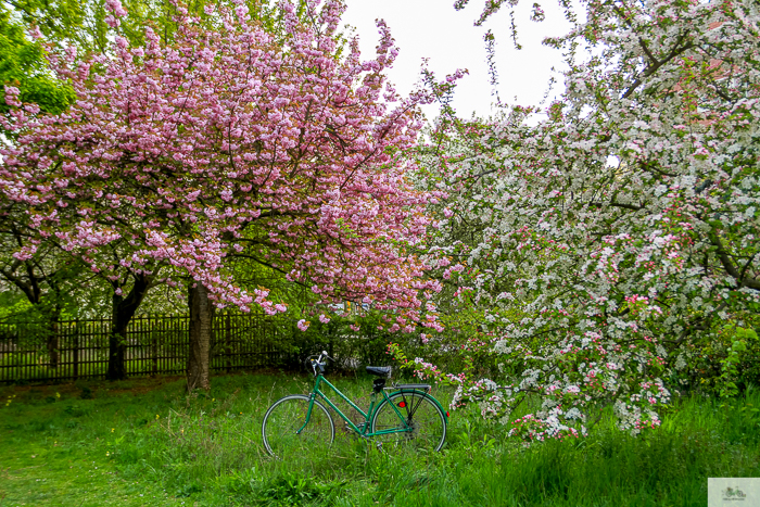 Julia Willard, Julie Willard, Falling Off Bicycles, Paris, Paris photographer, spring in Paris, biking in Paris, Notre Dame, wisteria, cherry blossoms in Paris, green bike blog, green bike instagram, spring flowers