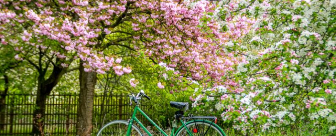 Julia Willard, Julie Willard, Falling Off Bicycles, Paris, Paris photographer, spring in Paris, biking in Paris, Notre Dame, wisteria, cherry blossoms in Paris, green bike blog, green bike instagram, spring flowers