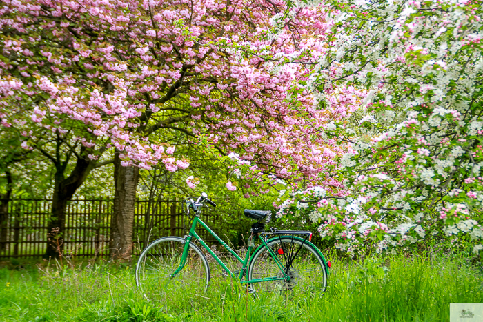 🚲 Vélo Vendredi: Flowering Trees in Spring 🌸