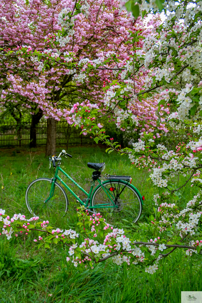 Julia Willard, Julie Willard, Falling Off Bicycles, Paris, Paris photographer, spring in Paris, biking in Paris, Notre Dame, wisteria, cherry blossoms in Paris, green bike blog, green bike instagram, spring flowers