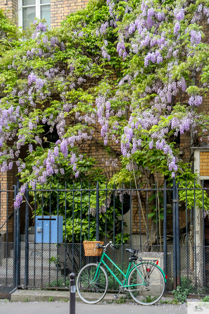 Julia Willard, Julie Willard, Falling Off Bicycles, Paris, Paris photographer, spring in Paris, biking in Paris, Notre Dame, wisteria, cherry blossoms in Paris, green bike blog, green bike instagram, spring flowers