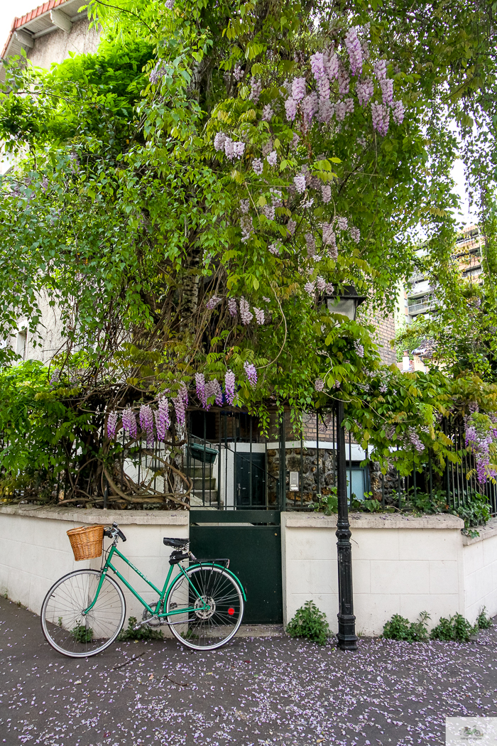 Julia Willard, Julie Willard, Falling Off Bicycles, Paris, Paris photographer, spring in Paris, biking in Paris, Notre Dame, wisteria, cherry blossoms in Paris, green bike blog, green bike instagram, spring flowers