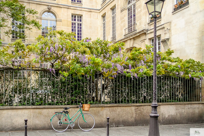 Julia Willard, Julie Willard, Falling Off Bicycles, Paris, Paris photographer, spring in Paris, biking in Paris, Notre Dame, wisteria, cherry blossoms in Paris, green bike blog, green bike instagram, spring flowers