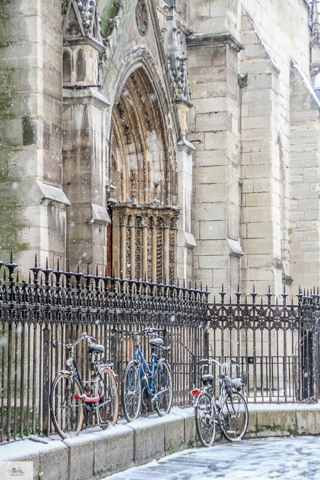 Julia Willard, Julie Willard, Falling Off Bicycles, Paris, Paris photographer, spring in Paris, biking in Paris, Notre Dame, wisteria, cherry blossoms in Paris, green bike blog, green bike instagram, spring flowers