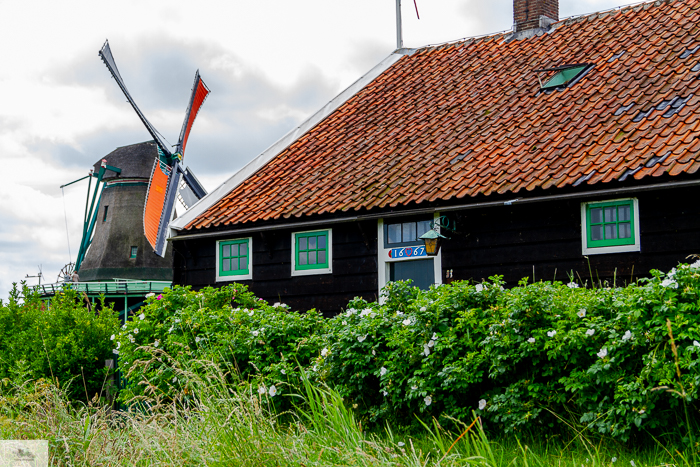 Julia Willard, Julie Willard, Julia Arias, Dutch windmills, windmills, Falling Off Bicycles, cycle Holland, biking Amsterdam, Amsterdam day trip, Spring in Holland, Netherlands spring, Zaanse Schans, Zaandam