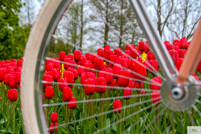 Julia Willard, Veloretti, Julia Arias, Julie Willard, Amsterdam, Netherlands, biking in Amsterdam,