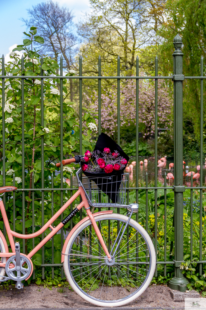 Julia Willard, Veloretti, Julia Arias, Julie Willard, Amsterdam, Netherlands, biking in Amsterdam,