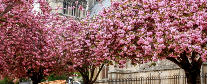 Julia Willard, Julie Willard, Falling Off Bicycles, Paris, Paris photographer, spring in Paris, biking in Paris, Notre Dame, wisteria, cherry blossoms in Paris, green bike blog, green bike instagram, spring flowers