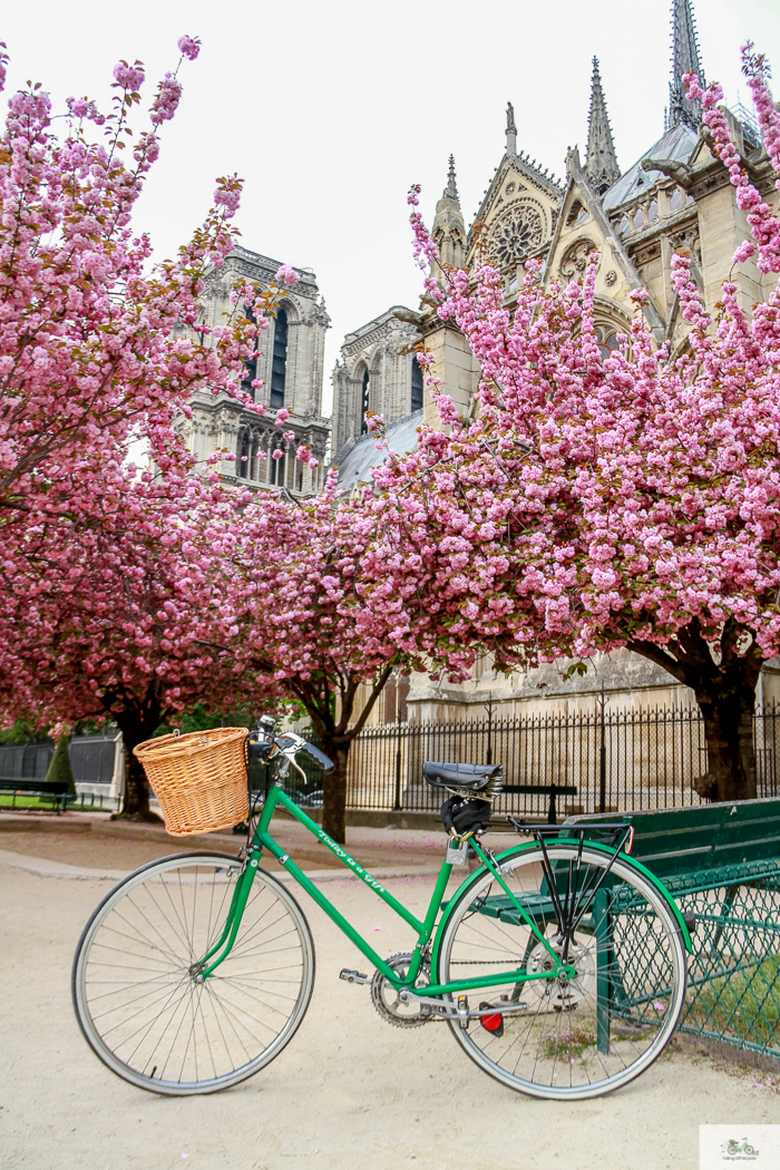 Julia Willard, Julie Willard, Falling Off Bicycles, Paris, Paris photographer, spring in Paris, biking in Paris, Notre Dame, wisteria, cherry blossoms in Paris, green bike blog, green bike instagram, spring flowers