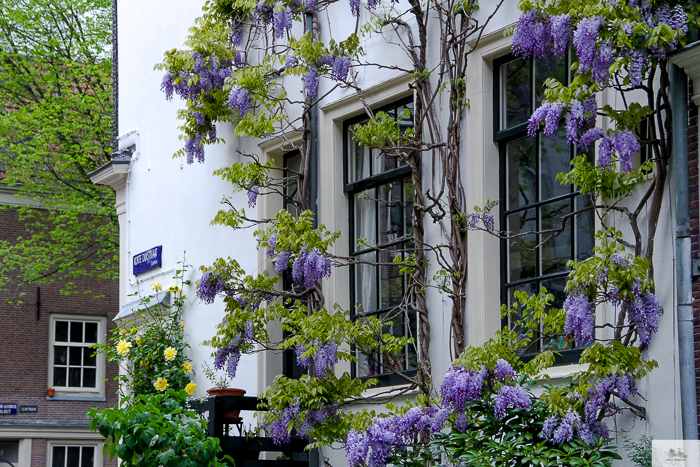 Julia Willard, Julia Arias, Julie Willard, Amsterdam, Netherlands, biking in Amsterdam, wisteria