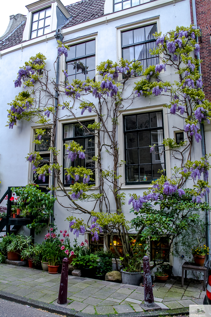 Julia Willard, Julia Arias, Julie Willard, Amsterdam, Netherlands, biking in Amsterdam, wisteria