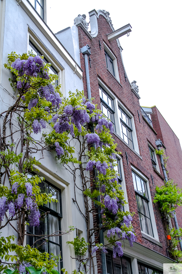 Julia Willard, Julia Arias, Julie Willard, Amsterdam, Netherlands, biking in Amsterdam, wisteria