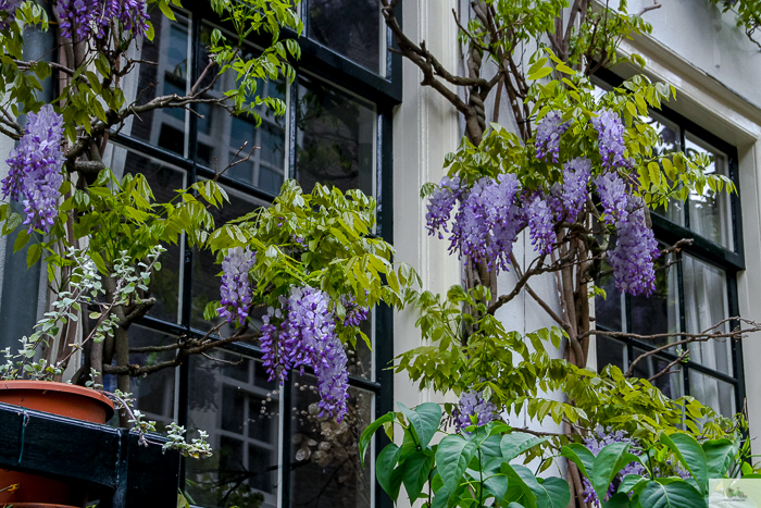 Julia Willard, Julia Arias, Julie Willard, Amsterdam, Netherlands, biking in Amsterdam, wisteria