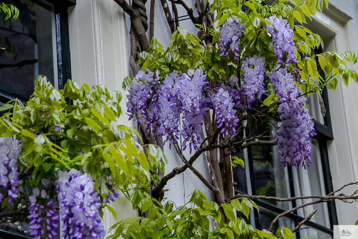 Julia Willard, Julia Arias, Julie Willard, Amsterdam, Netherlands, biking in Amsterdam, wisteria