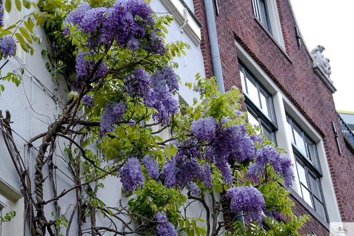 Julia Willard, Julia Arias, Julie Willard, Amsterdam, Netherlands, biking in Amsterdam, wisteria