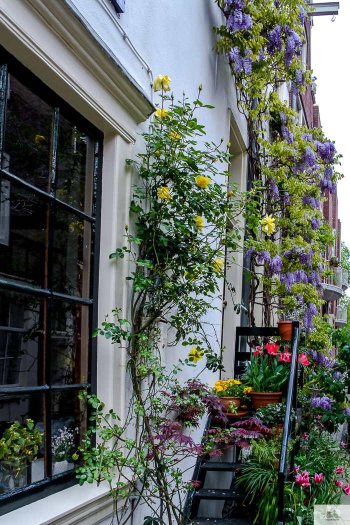 Julia Willard, Julia Arias, Julie Willard, Amsterdam, Netherlands, biking in Amsterdam, wisteria