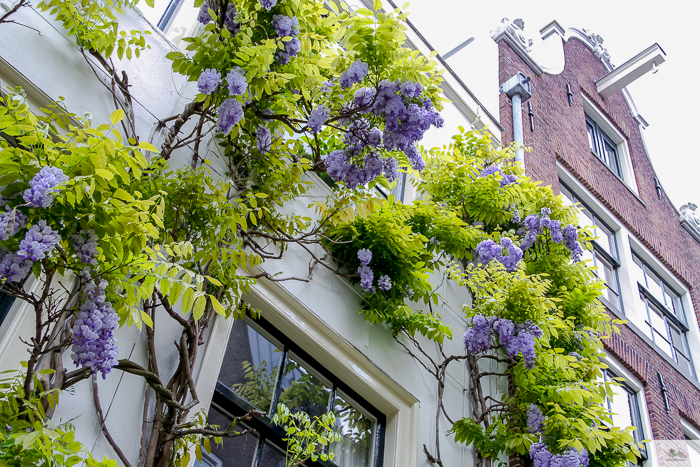 Julia Willard, Julia Arias, Julie Willard, Amsterdam, Netherlands, biking in Amsterdam, wisteria