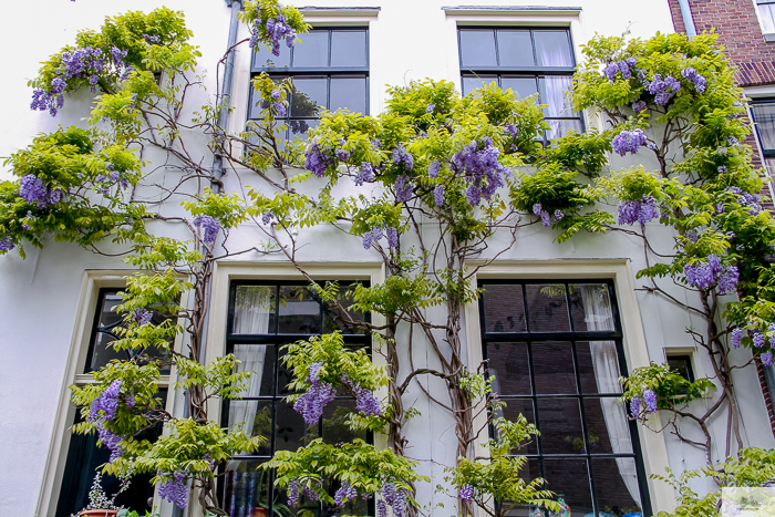 Julia Willard, Julia Arias, Julie Willard, Amsterdam, Netherlands, biking in Amsterdam, wisteria