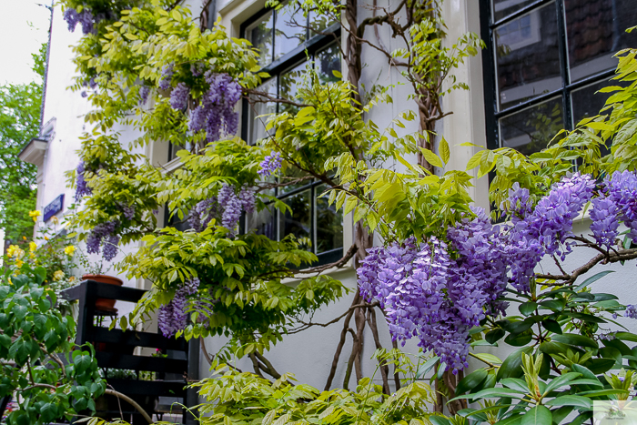 Julia Willard, Julia Arias, Julie Willard, Amsterdam, Netherlands, biking in Amsterdam, wisteria