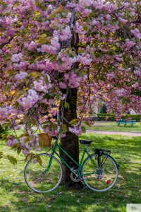 Julia Willard, Julia Arias, Julie Willard, Falling Off Bicycles, biking in Paris, cherry blossoms, Paris, France, spring in Paris, cute bike pics, cute bike photo