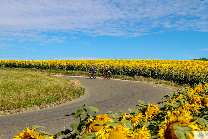 Julia Willard, Julie Willard, Falling Off Bicycles, Julia Arias, bike in France, sunflower field, cycle France, Loire Valley