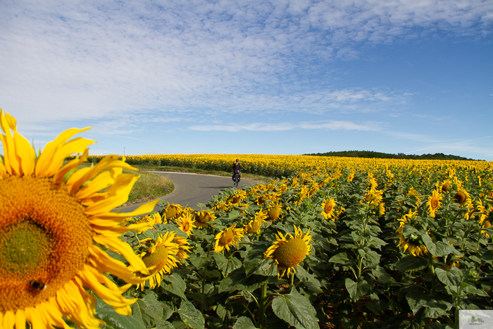 Julia Willard, Julie Willard, Falling Off Bicycles, Julia Arias, bike in France, sunflower field, cycle France, Loire Valley