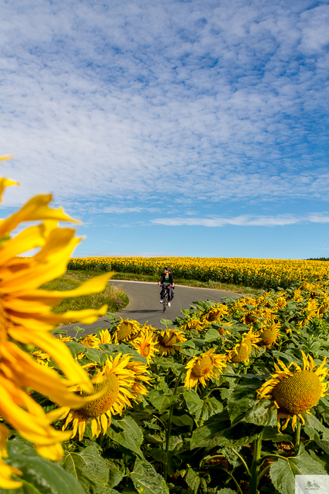 Julia Willard, Julie Willard, Falling Off Bicycles, Julia Arias, bike in France, sunflower field, cycle France, Loire Valley